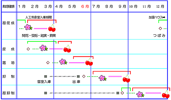 年表にさくらんぼ栽培の超促成・促成・露地・抑制・超抑制の時期が記載されている。