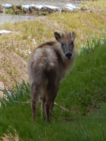 カモシカ