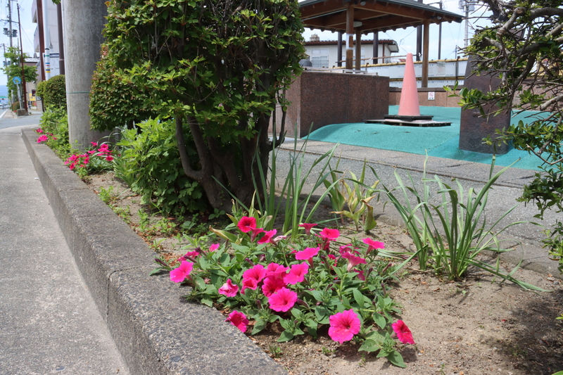 見ごろを迎えたペチュニアの花