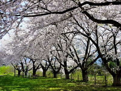 桜1