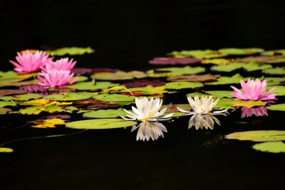 沼2
