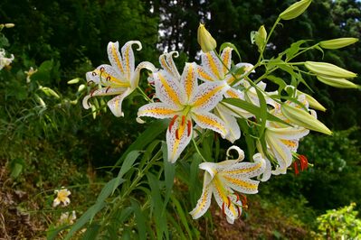 花2