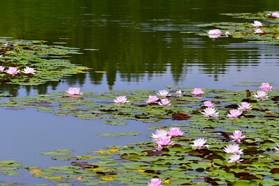 沼1