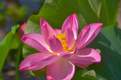 花3