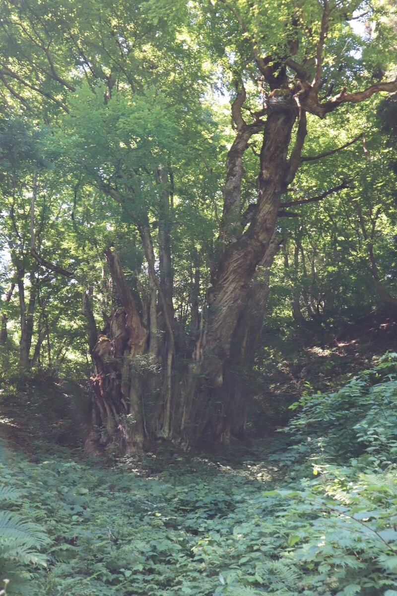 大滝の大カツラ２