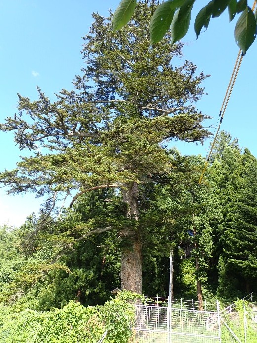 泉郷春日神社のモミ