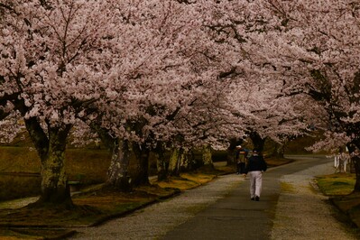 桜1