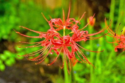 花1