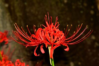 花2
