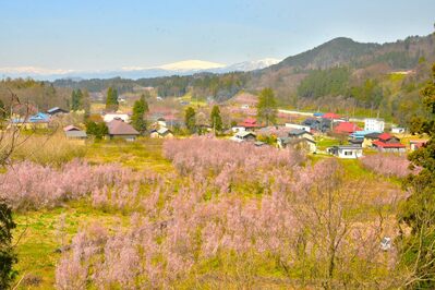 桜1